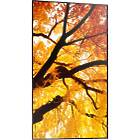 Sharp MultiSync M862 86 inch Large Format Display product image