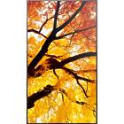 Sharp MultiSync M982 98 inch Large Format Display product image